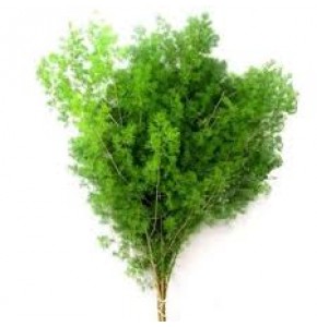 ΑΣΠΑΡΑΓΓΟΣ  ΟΥΜΠΕΛΑΤΟΥΣ  ASPARAGUS  UMBELATUS